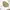 Streetwear Cami top Wanita cream photo 1