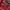 Vintage Sweatshirt Pria red photo 5