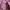 Chaps Lauren Y2K Luxury Puffer jacket Pria burgundy red photo 6