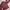 Chaps Lauren Y2K Luxury Puffer jacket Pria burgundy red photo 7