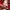 Umbro Vintage Sportswear Jersey Pria red photo 3