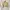Vintage Crop top Wanita cream photo 1