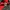 Adidas Casual Track jacket Pria red photo 7