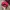 Vintage Y2K Hat Pria red photo 5