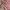 Vintage Y2K Bodysuit Wanita pink photo 3