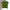 Japanese brand Casual Polo shirt Pria green photo 1