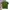 Japanese Brand Casual Polo Shirt Pria Green