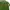Japanese brand Casual Polo shirt Pria green photo 2