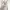 Old Navy Casual Summer dress Wanita cream photo 4