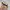 Luxury Casual Hat Pria tan cream photo 2