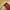 thisisneverthat Streetwear Skater Harrington jacket Pria red cream photo 6