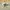 Quiksilver Streetwear Skater Harrington jacket Pria cream photo 2
