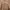 Erigo Streetwear Sweatshirt Pria Brown