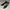 Steve Madden Luxury Casual Heels Wanita black photo 4