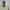 Polo Ralph Lauren Luxury Casual Harrington jacket Pria cream photo 1