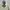 Polo Ralph Lauren Luxury Casual Harrington Jacket Pria Cream