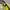 Yonex Vintage Streetwear Windbreaker Pria black yellow photo 4