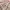 COLORBOX Coquette Midi dress Wanita pink photo 3