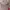 COLORBOX Coquette Midi dress Wanita pink photo 2