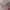 COLORBOX Coquette Midi Dress Wanita Pink