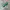 Off-White Streetwear Y2K Sunglass Pria green brown photo 2