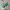 Off-White Streetwear Y2K Sunglass Pria Green Brown