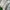 National Geographic Vintage Bag Pria khaki cream photo 7