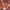 The North Face Gorpcore Sportswear Windbreaker Pria red photo 3