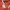 The North Face Gorpcore Sportswear Windbreaker Pria red photo 4