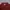 Columbia Casual Polo shirt Pria burgundy photo 3