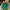 Bang Bang Casual Polo Shirt Pria Green