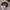 Obey Streetwear Y2K Hat Pria multicolor photo 3