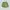 Nike Sportswear Short Pria green photo 1