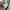 Nike Sportswear Short Pria green photo 4