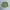 Nike Sportswear Short Pria green photo 2