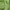 Nike Sportswear Short Pria green photo 7