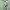 Airwalk Streetwear Puffer jacket Pria green photo 4