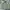 Airwalk Streetwear Puffer jacket Pria green photo 3