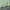 Airwalk Streetwear Puffer jacket Pria green photo 5