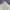 Minimalist Crop top Wanita cream photo 4