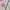 Y2K Hoody Pria pink cream photo 3