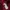 Adidas Casual Track jacket Pria burgundy red photo 4