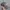 New Era Skater Sportswear Hat Pria tan photo 1