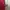 Nevada Casual Polo shirt Pria red photo 3