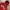 Streetwear Avant Garde Hoody Pria red photo 2