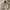 Vintage Bomber jacket Pria tan photo 1