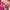Coquette Casual Wanita multicolor pink photo 2