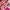 Coquette Casual Wanita multicolor pink photo 4