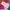 Coquette Casual Wanita multicolor pink photo 1