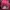 Beanpole Coquette Casual Backpack Wanita pink photo 1